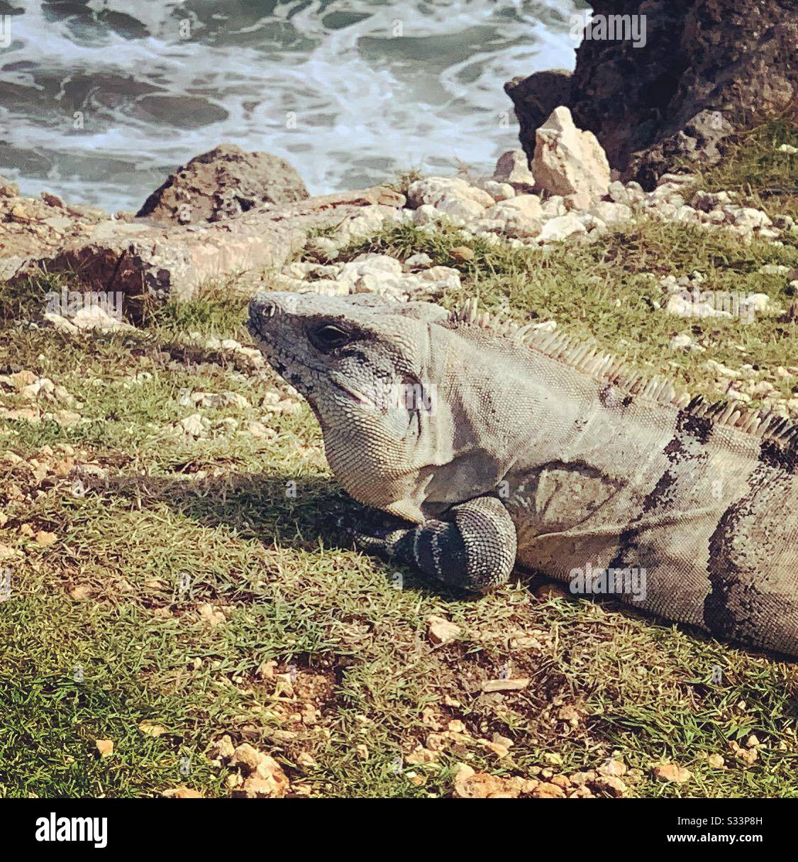 An iguana near the ocean in Cancun, Quintana Roo, Yucatan Peninsula, Mexico - Smartphone Captured Stock Image