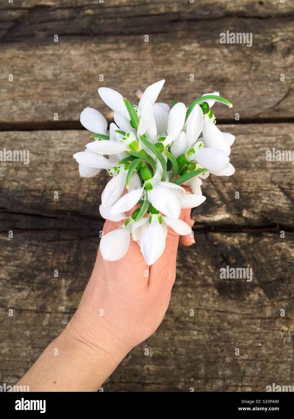 Hand holding snowdrops bouquet - Smartphone Captured Stock Image