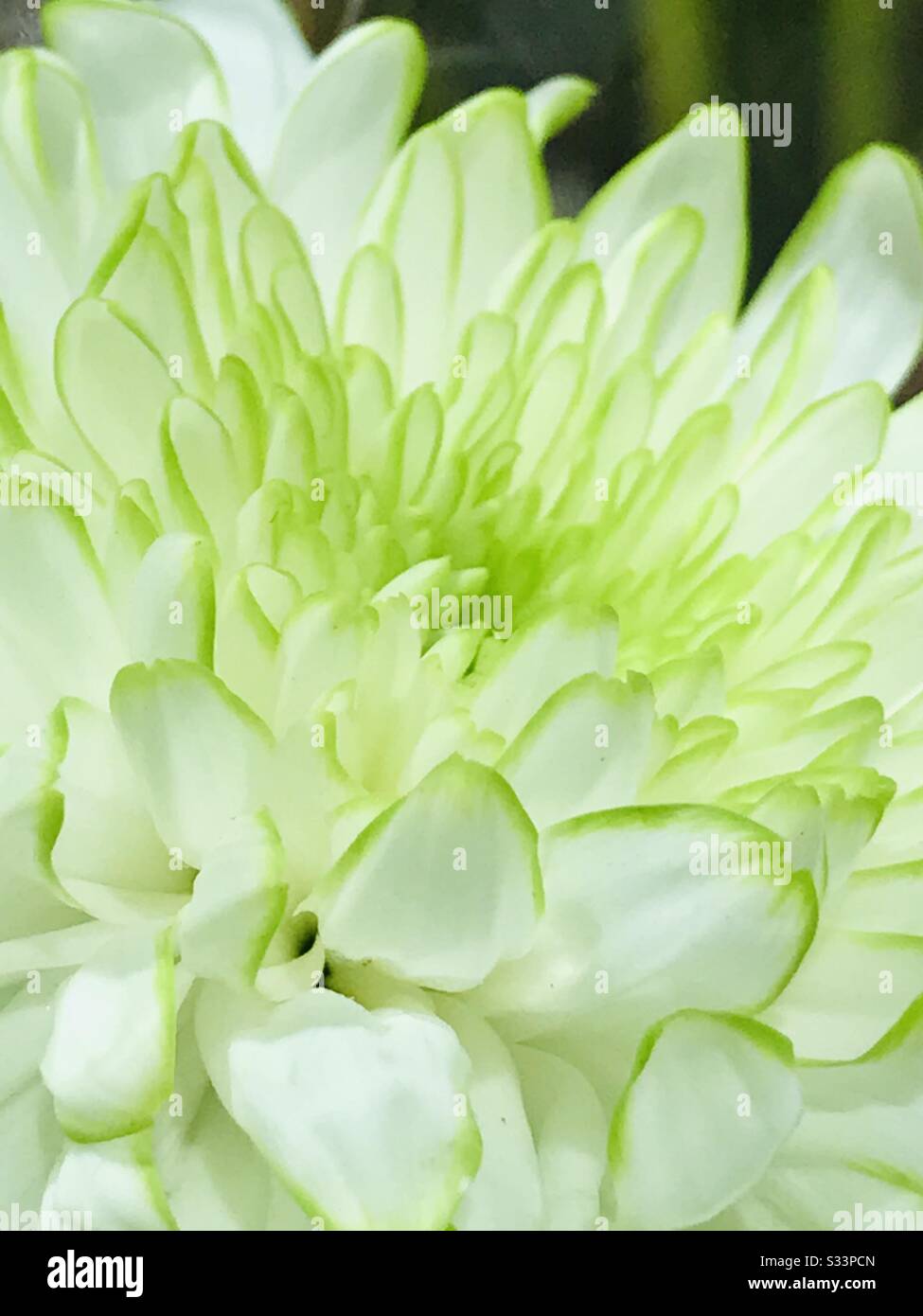 Chrysanthemum hybrid hires stock photography and images Alamy