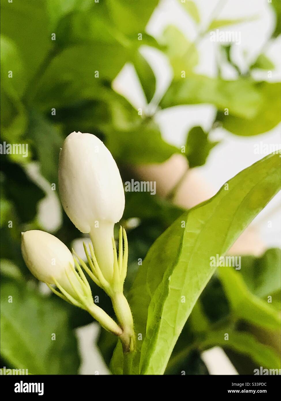 Indian perfume hires stock photography and images Alamy