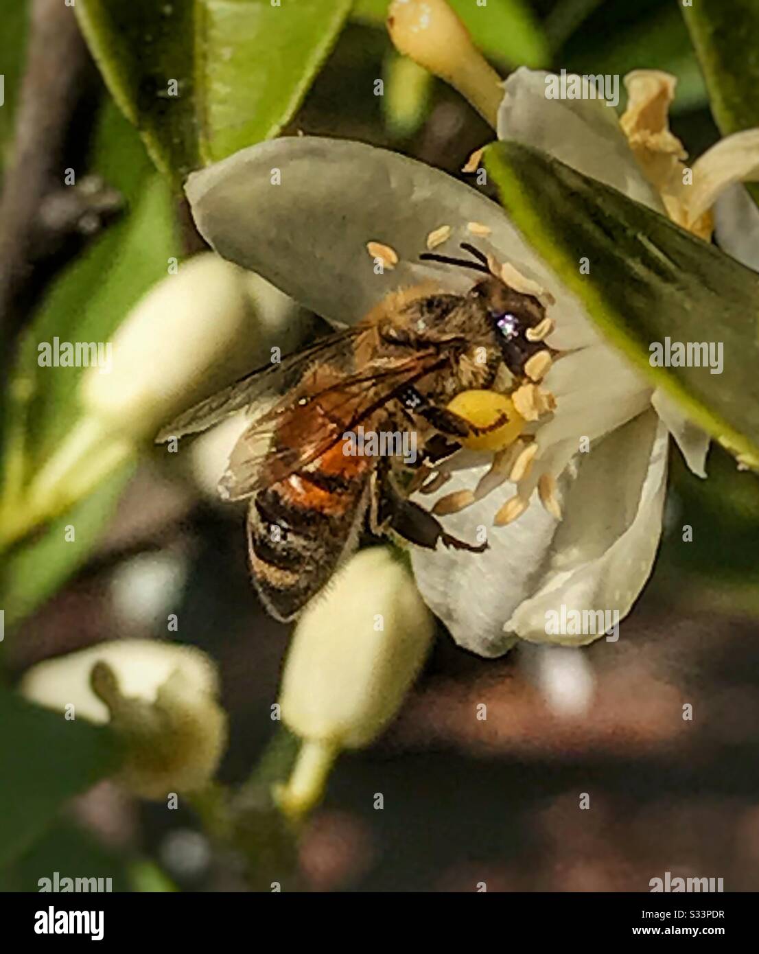 Honey bee gathering pollen from an orange blossom flower Stock Photo