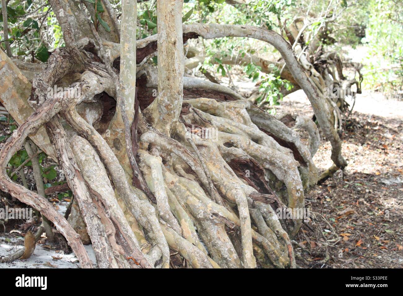 Natural anchor roots , shoreline,Southwest Florida Stock Photo Alamy