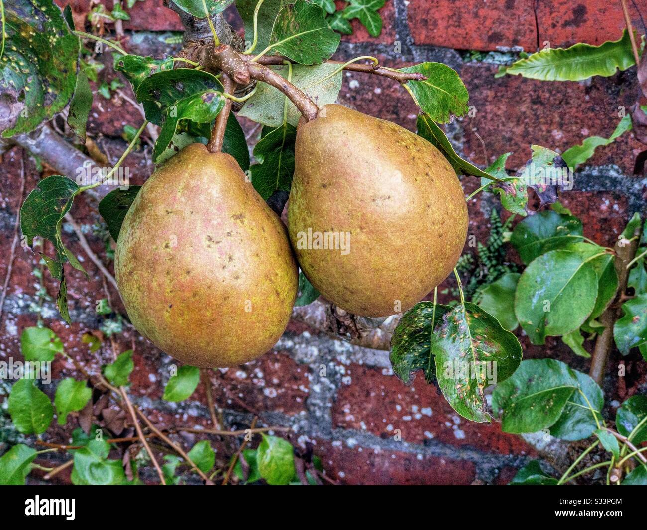 Pear Doyenne du Comice growing against a brick wall in a garden. Stock Photo