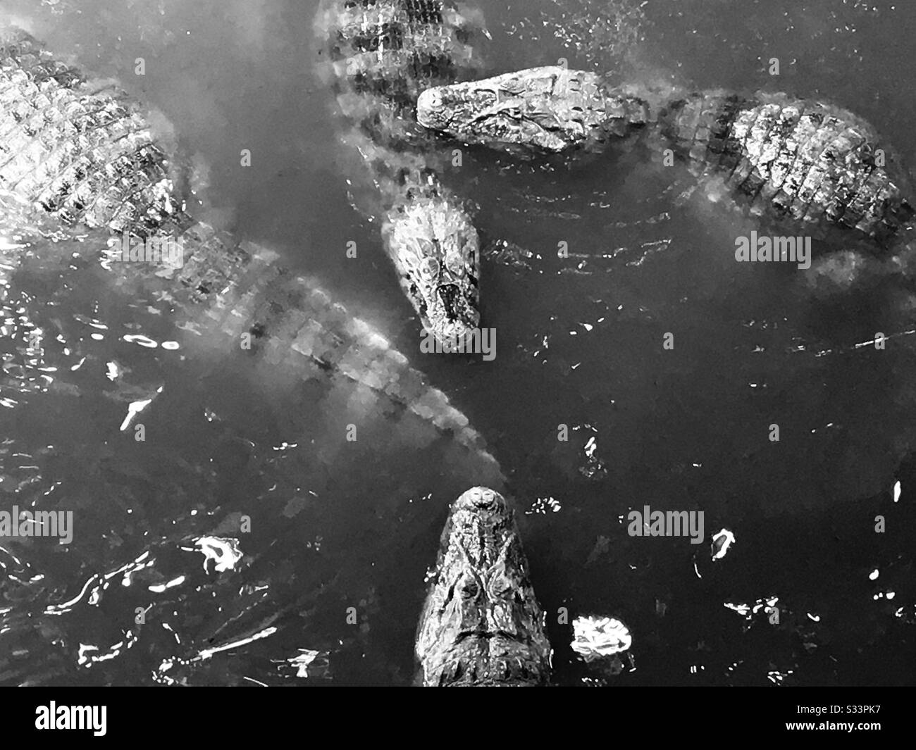 Alligators in river at Rio de Janeiro Brazil Stock Photo