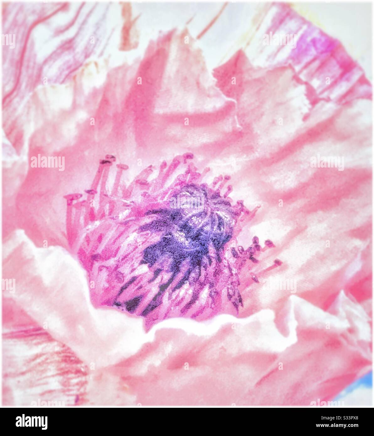 Pink poppy flower. - Smartphone Captured Stock Image
