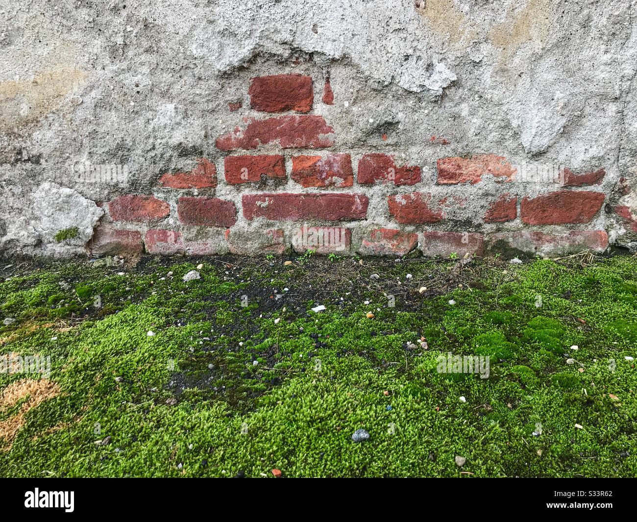 The bottom of a brick wall chipped out of the stucco. Green moss grows on the ground in front of the wall. - Smartphone Captured Stock Image