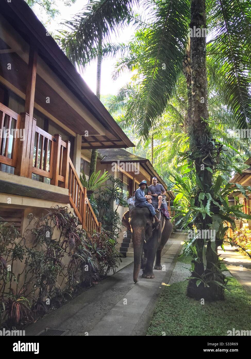 Guests are transported by elephant from their room to the restaurant at Mason Elephant Safari Park & Lodge, Taro, Bali, Indonesia - Smartphone Captured Stock Image