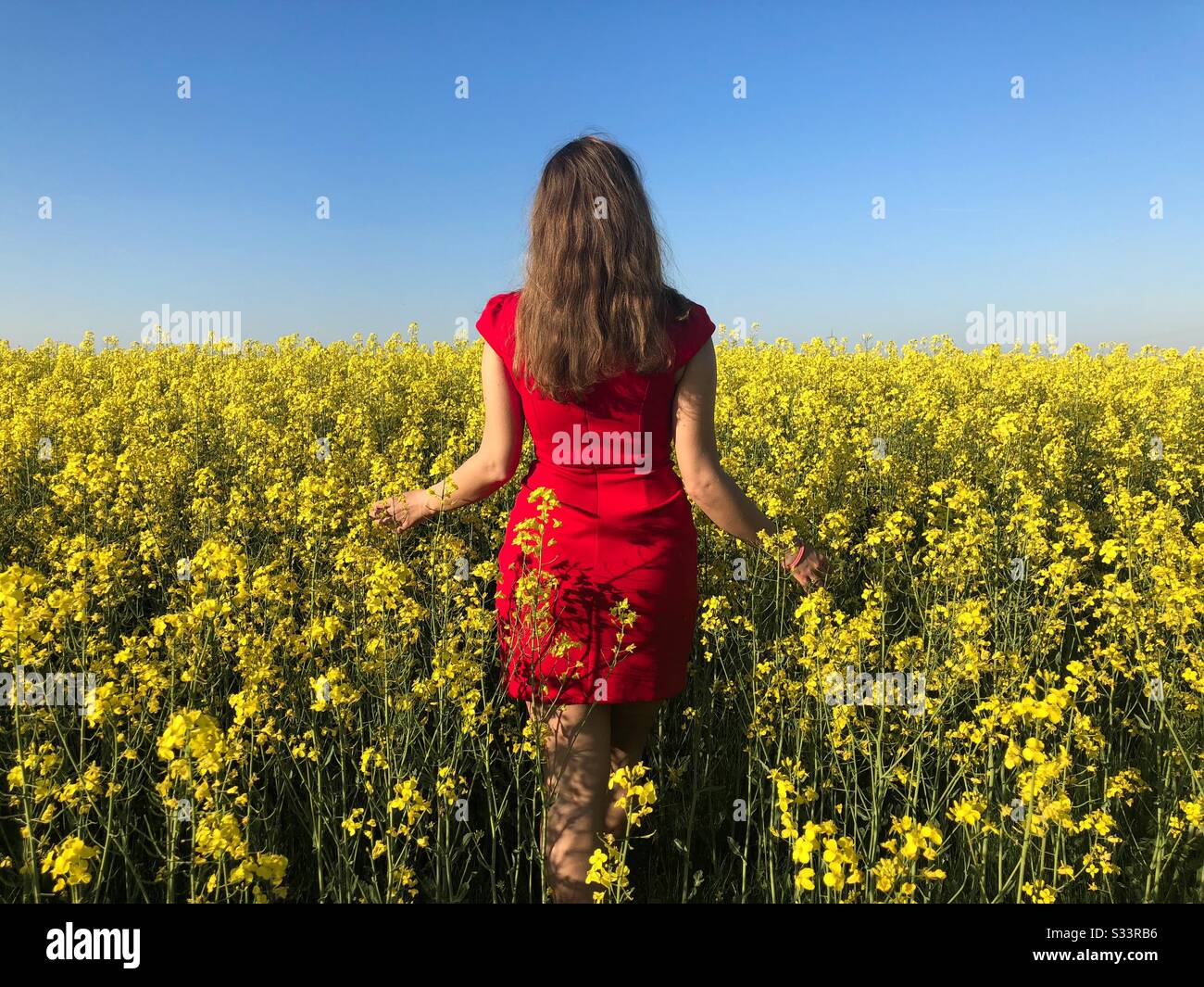Back of woman in red dress in a field of canola - Smartphone Captured Stock Image