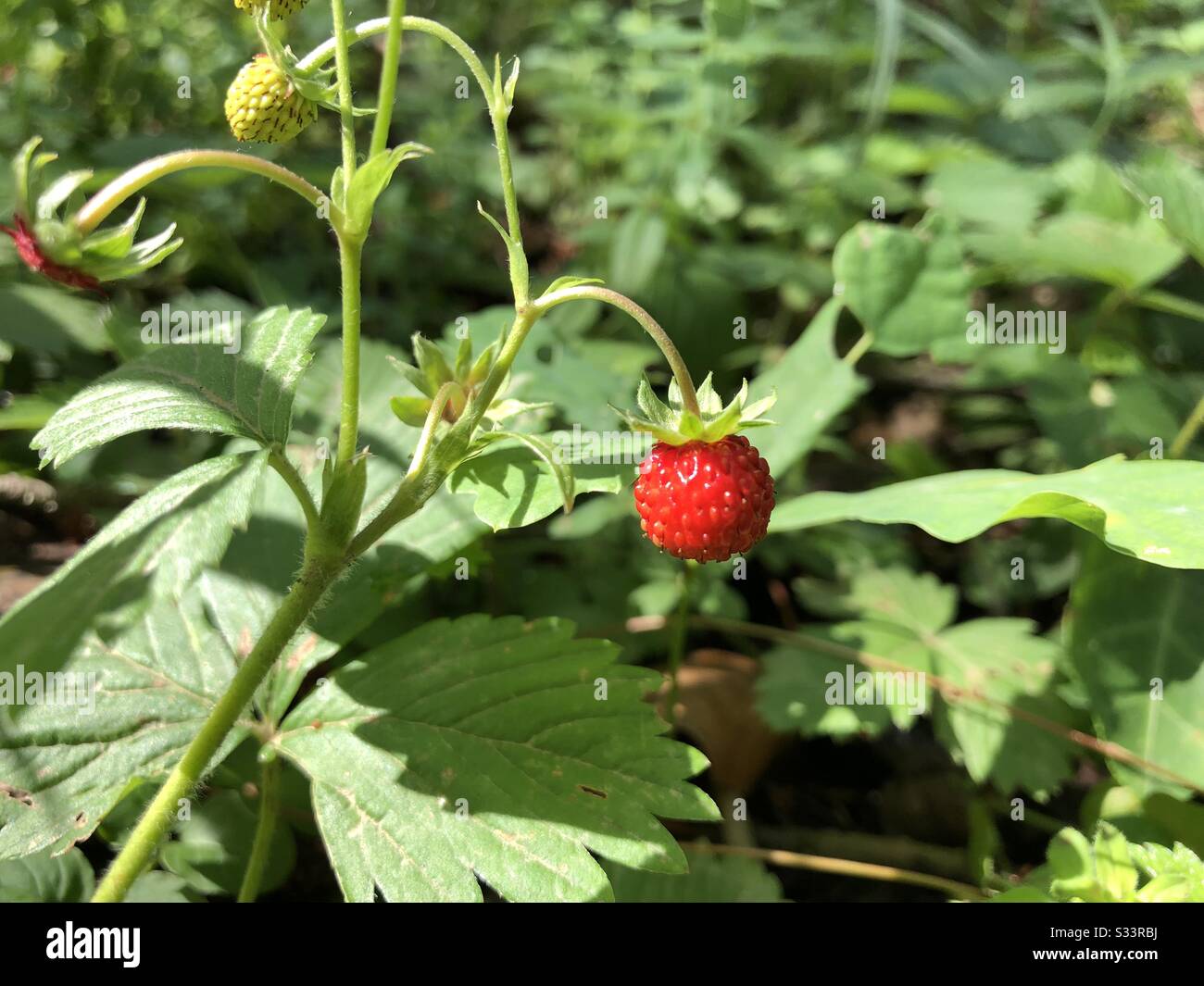 Close up of wild strawberry - Smartphone Captured Stock Image