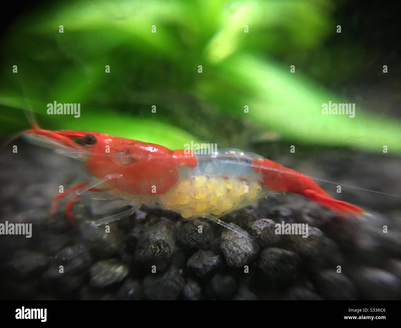Pregnant shrimp hires stock photography and images Alamy