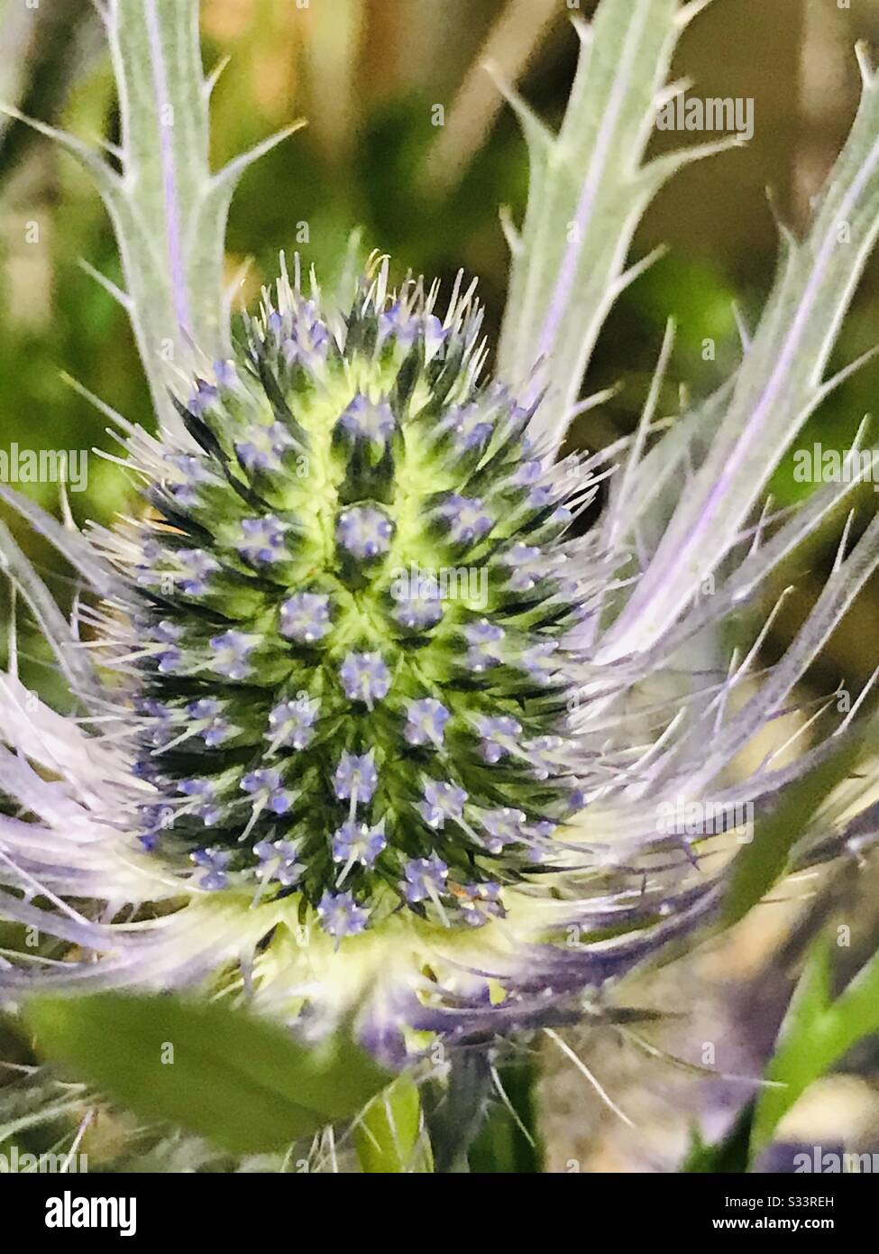 steel blue sea holly aka eryngium amethystinium ,Fresh flowers of purple Thistle flowers ready for bouquet-used as dried flowers-leaves with sharp prickles on the margins,blue thistle flower-close up Stock Photo