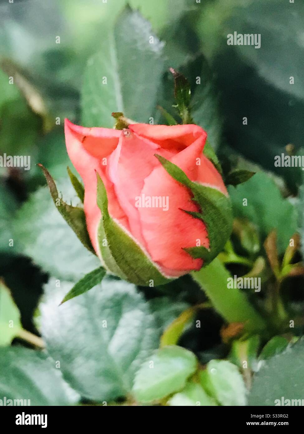 Beautiful dramatic orange rose plant for sale - rose bud, singapore nursery, Carnation rose - rose plant , perfume, fragrance,aroma, romantic, Proposal flower,zoomed pic Stock Photo