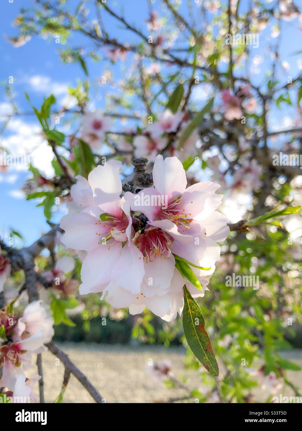 Almond flower on tree close up Stock Photo