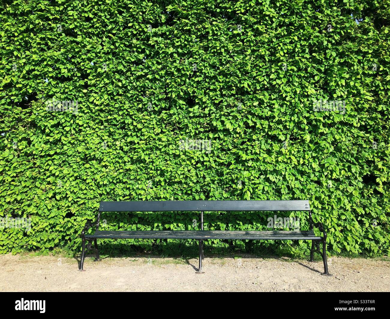 Empty bench against natural leaves wall - Smartphone Captured Stock Image
