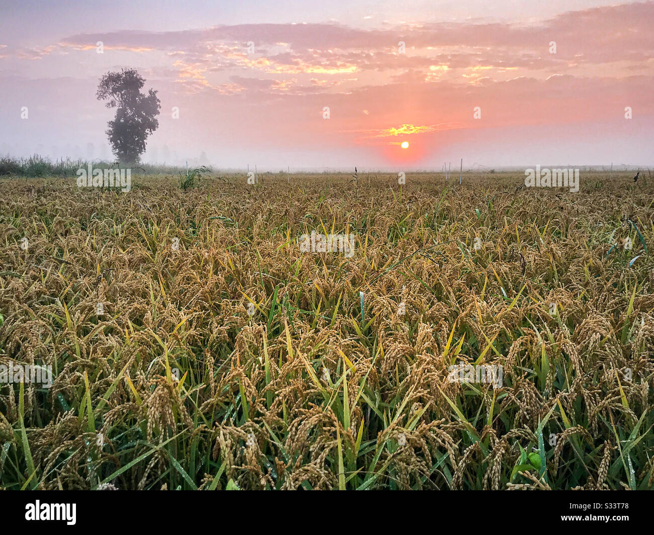 Rice field ready for harvesting with a tall single tree on the left and ...