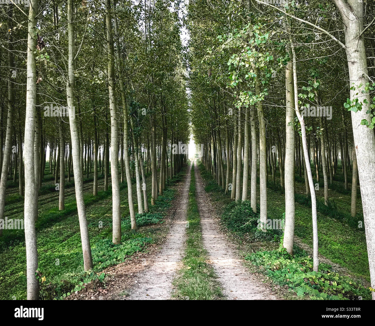 Tall skinny white trunk trees with green leaves lined up with a dirt road down the middle. Stock Photo