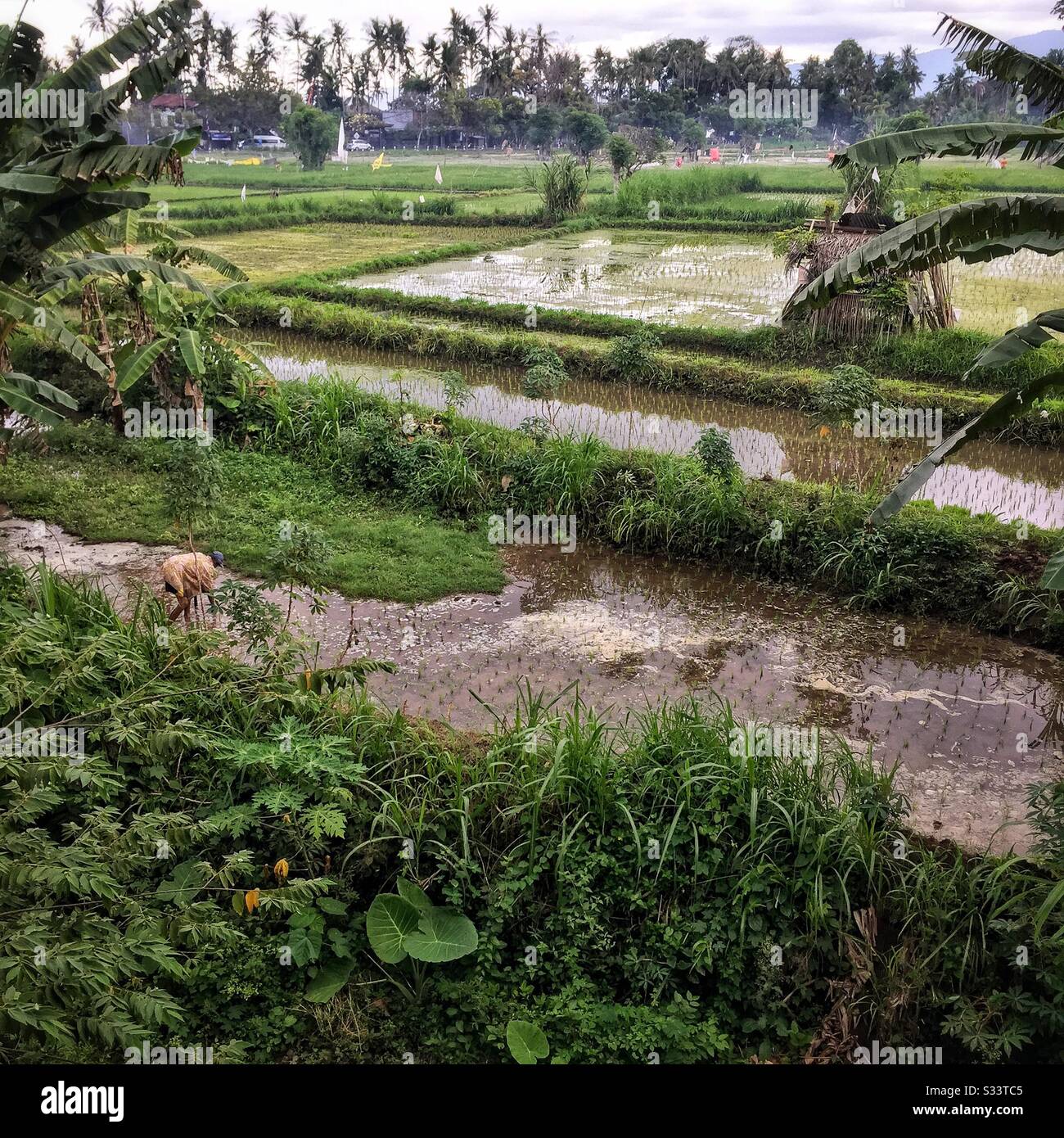 Rice paddy, Candidasa, Bali, Indonesia - Smartphone Captured Stock Image