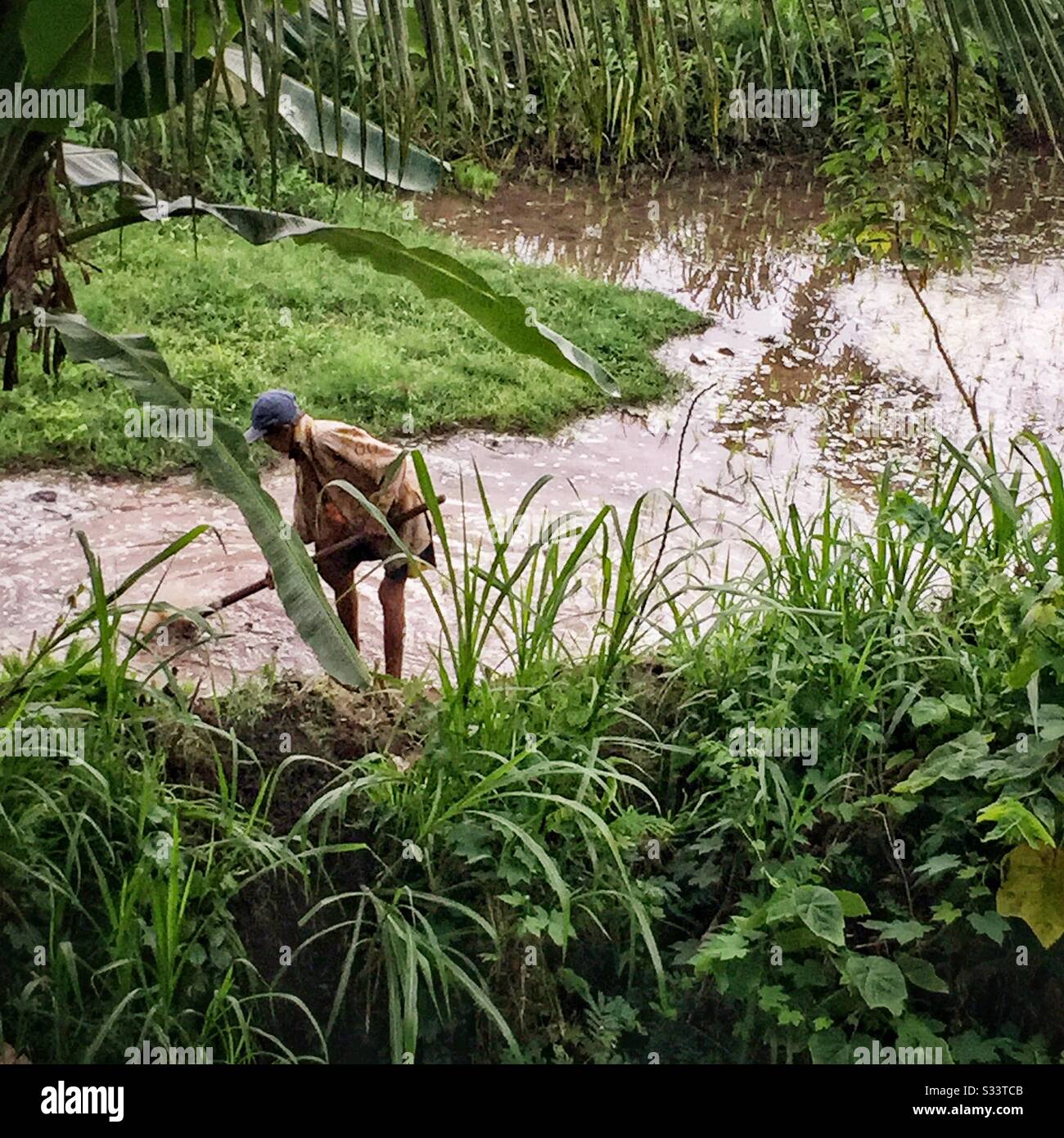A man dredges an irrigation channel for rice paddy fields, Candidasa, Bali, Indonesia - Smartphone Captured Stock Image