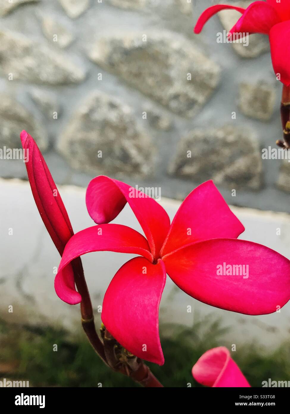 red Plumeria flower aka Frangipani ornamental red flower & bud it’s a