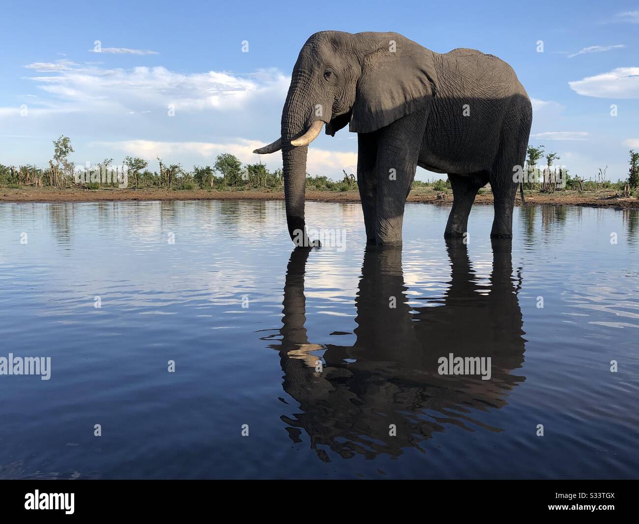 Elephant drinking in waterhole - Smartphone Captured Stock Image