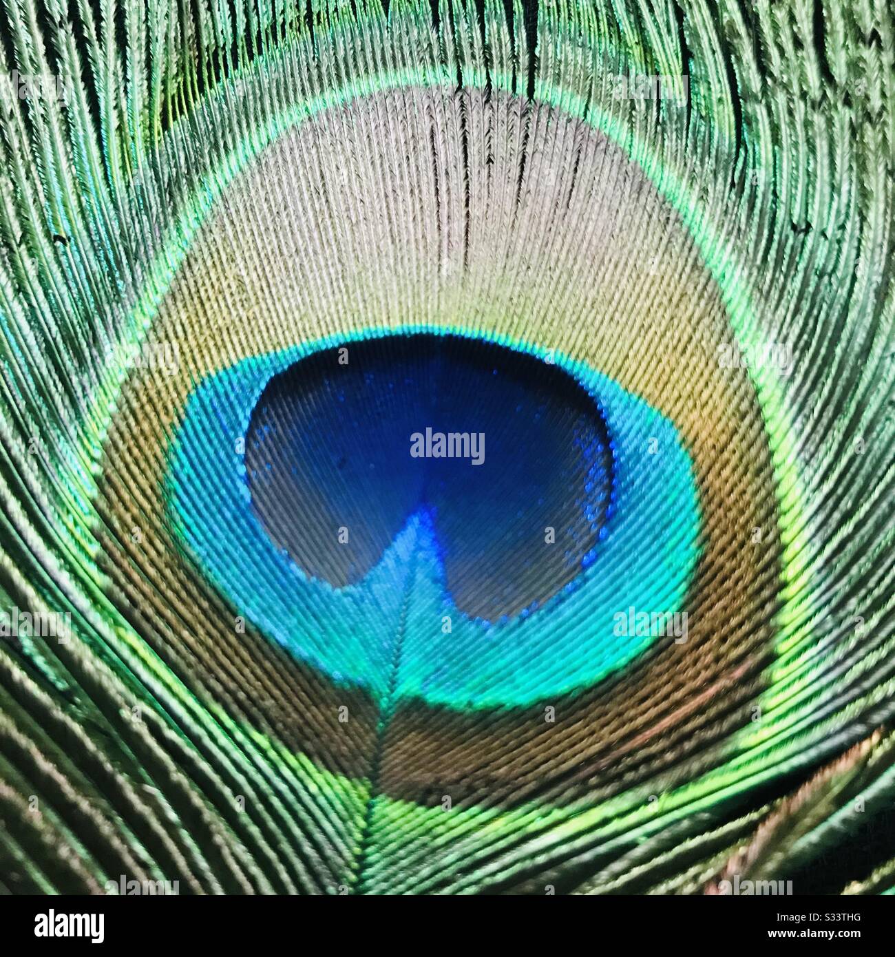 Peacock feather Close up image colourful feather it’s a natural