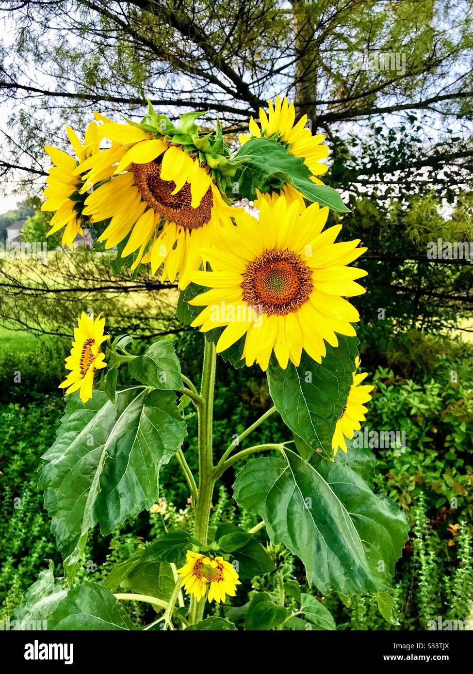 Sunflowers against tree - Smartphone Captured Stock Image