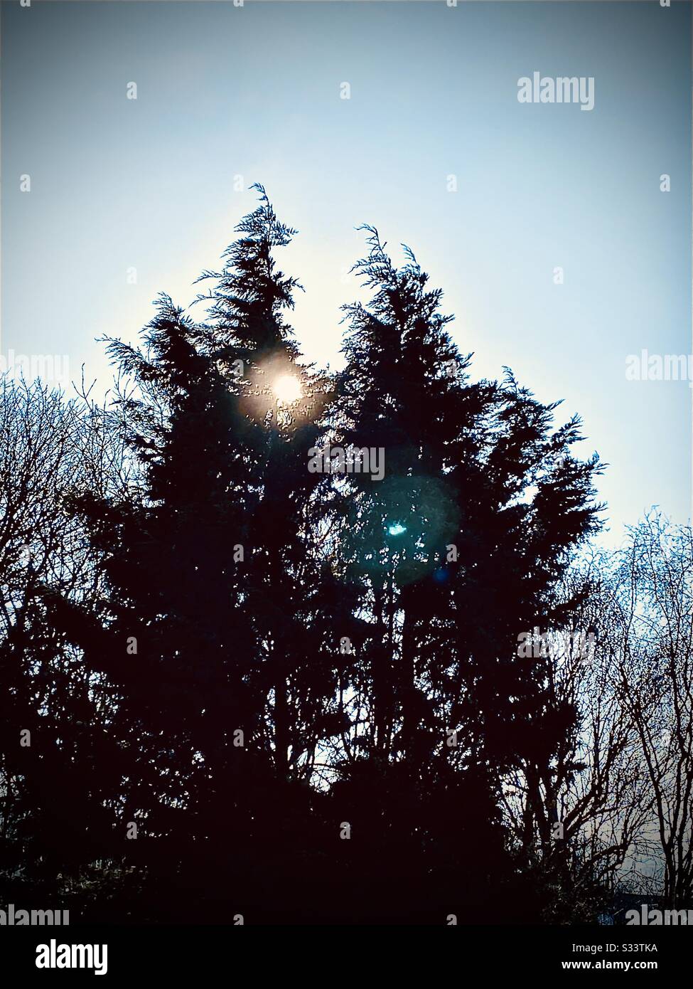 Spring sunshine through the trees - Smartphone Captured Stock Image