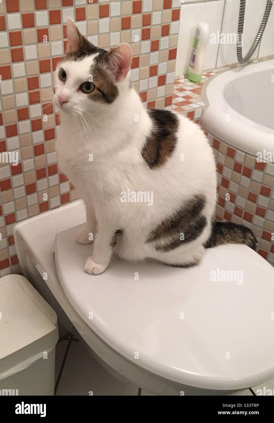 Cat on the toilet Stock Photo Alamy