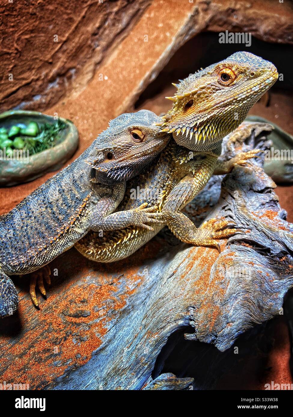 Pair of bearded dragons sitting on each other Stock Photo Alamy