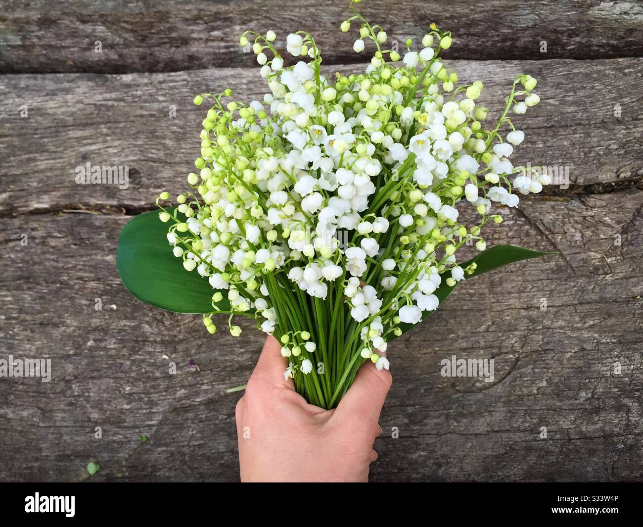Hand holding lily of the valley bouquet - Smartphone Captured Stock Image