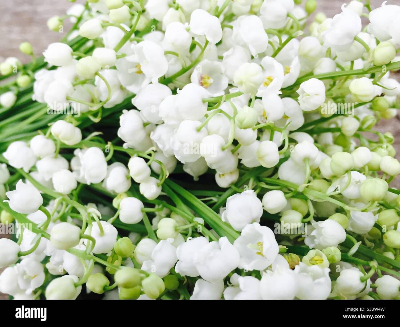 Lily of the valley on rustic wooden table - Smartphone Captured Stock Image