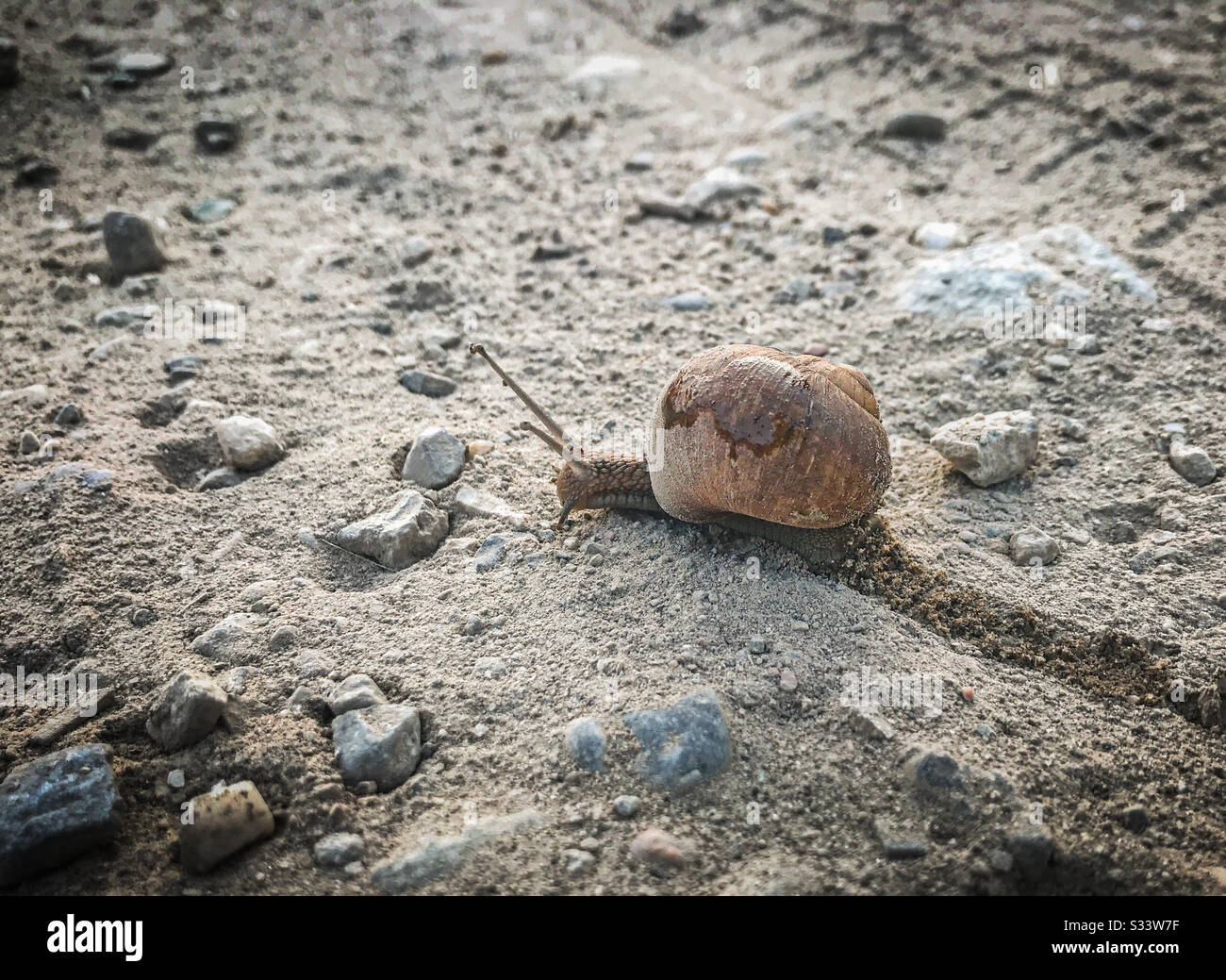 Brown snail sliding along a dirt path. - Smartphone Captured Stock Image