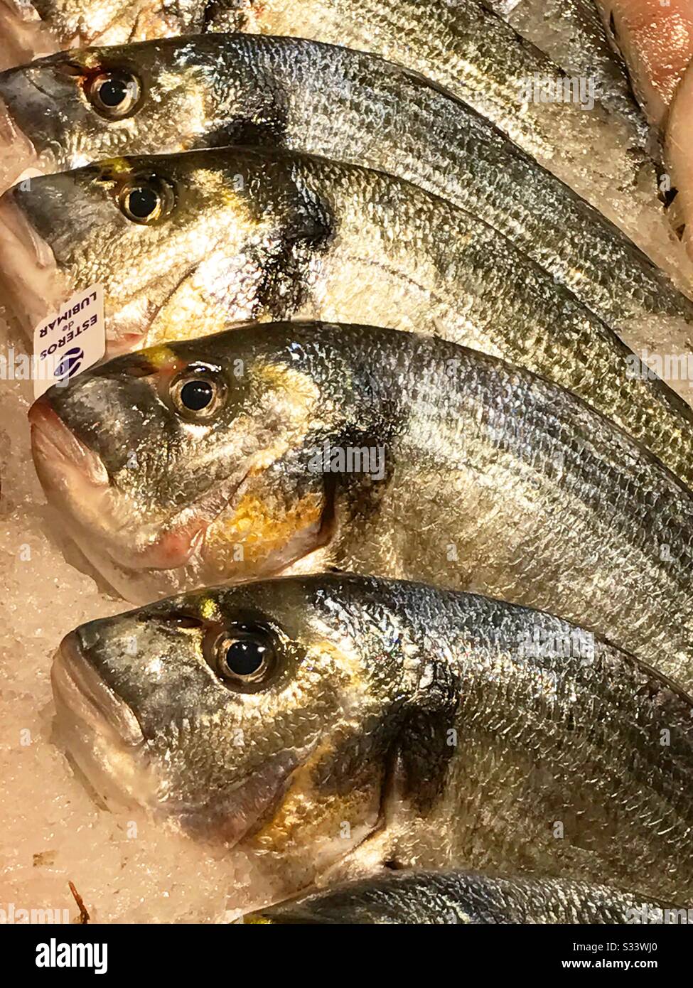 Sea breams - Smartphone Captured Stock Image