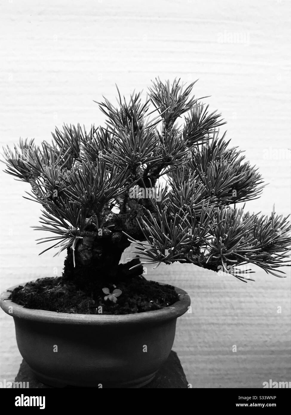 Pinus pentaphylla bonsai on a table kept outdoor- black & white image- close up pic of pine tree Stock Photo