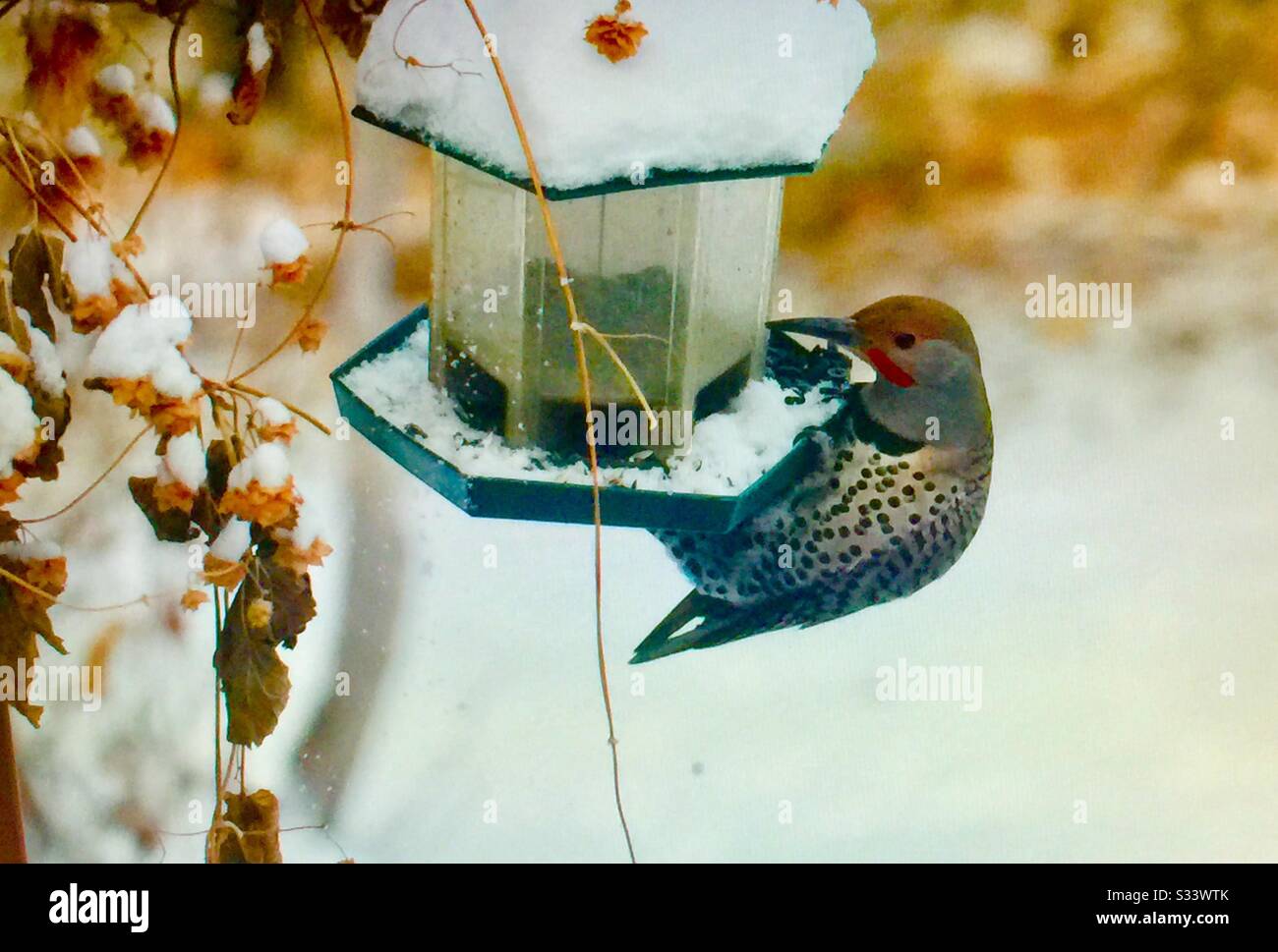 Northern Flicker, wildlife, Birds of Alberta, Canada Stock Photo Alamy