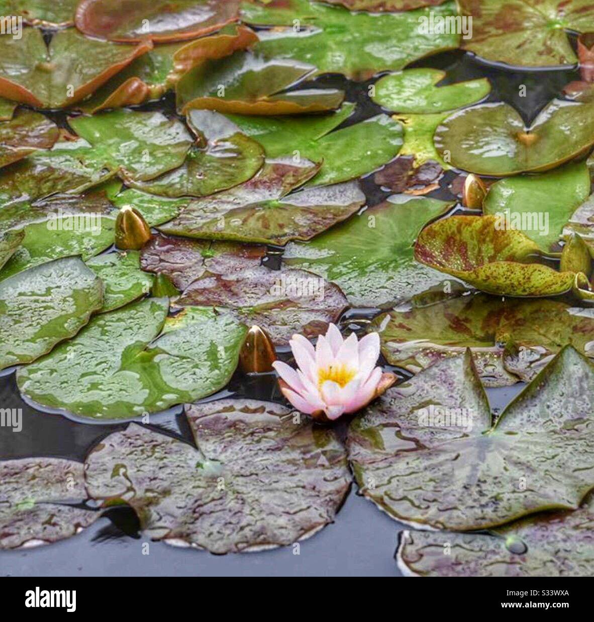 Lilly pads hires stock photography and images Alamy
