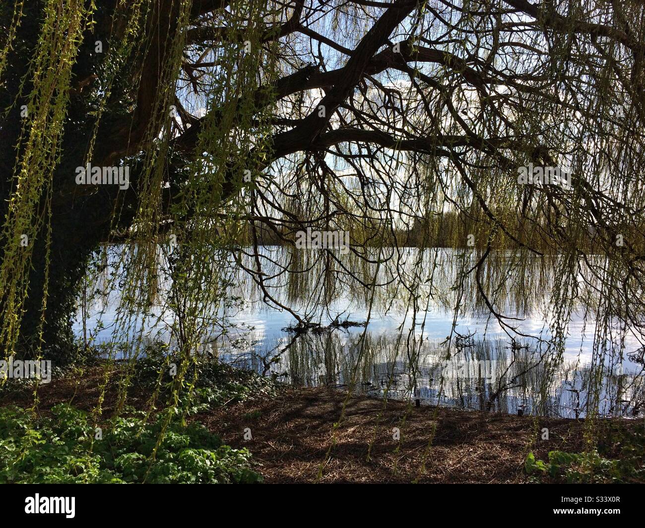 Underneath the willow tree - Smartphone Captured Stock Image