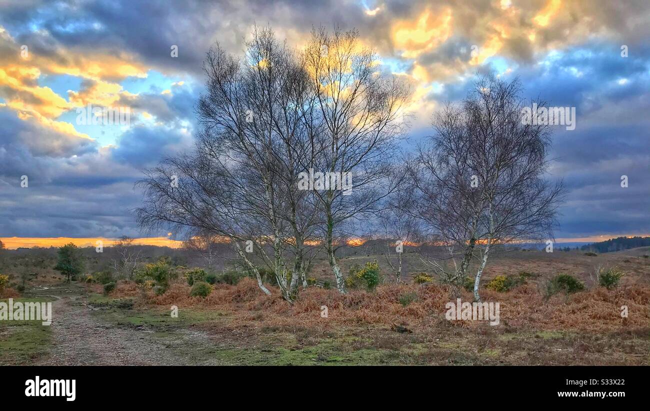 Early evening in the New Forest - Smartphone Captured Stock Image