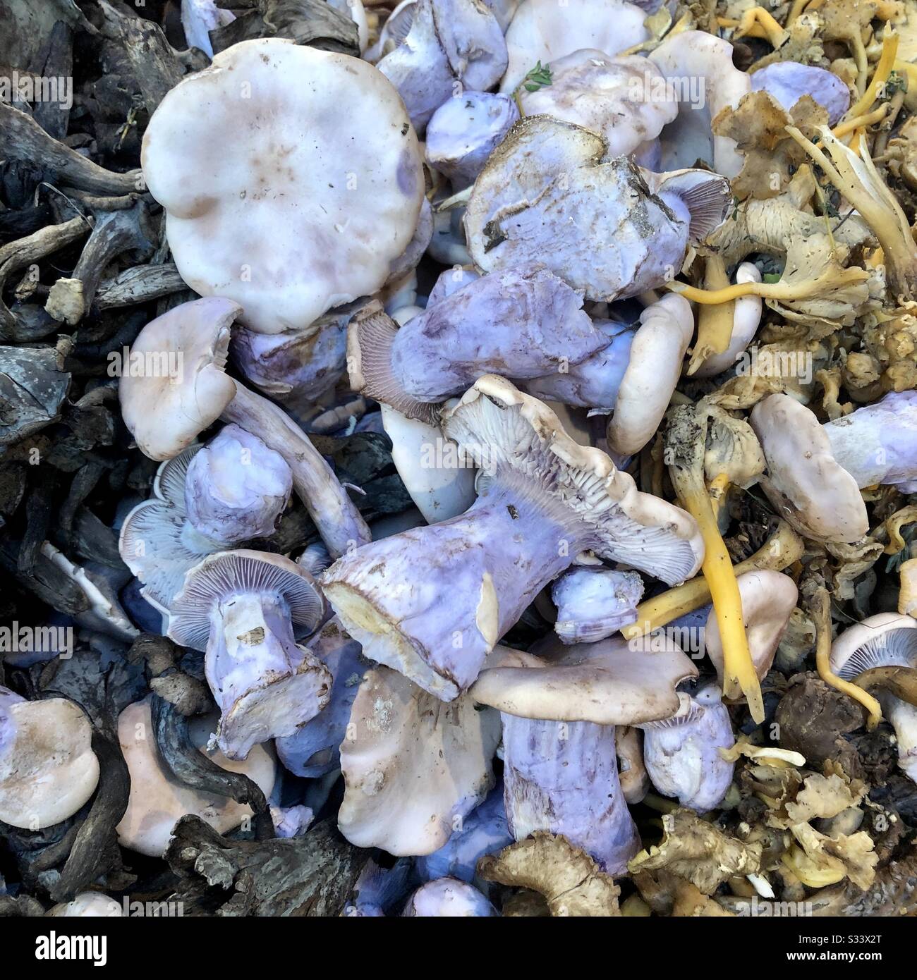 Fresh Organic mushrooms variety ready to cook on sale at Borough Market London - Smartphone Captured Stock Image