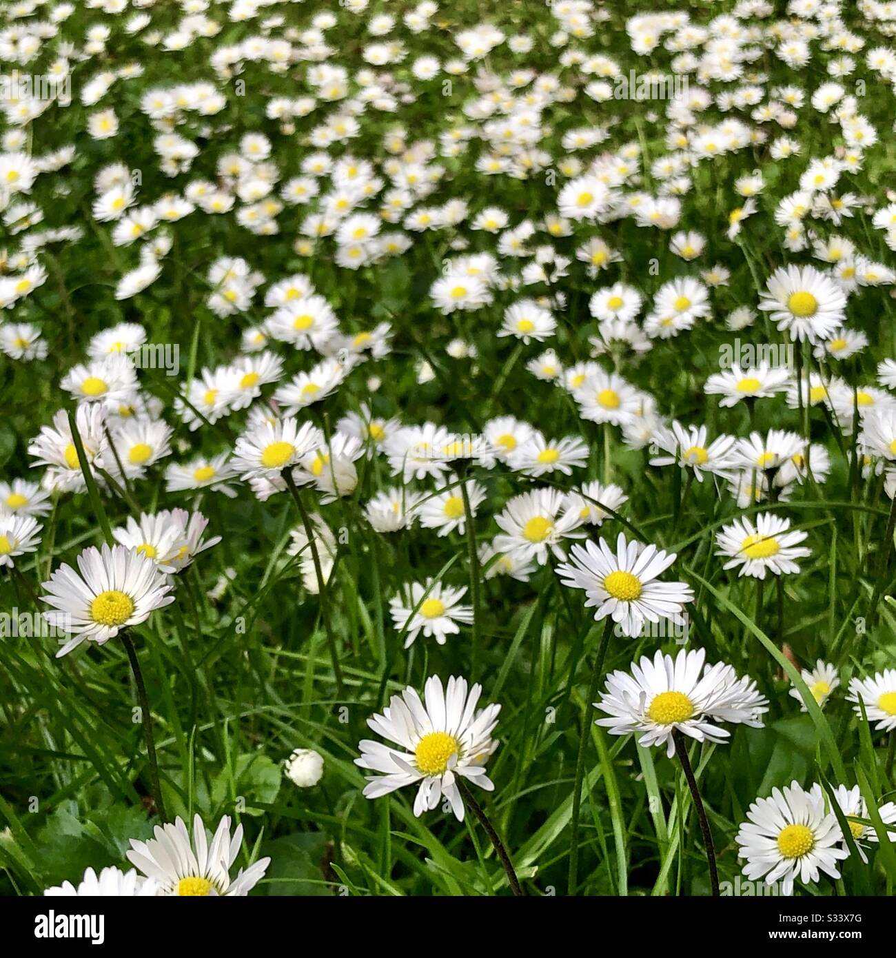 Daisies in amongst green grass on summers day - Smartphone Captured Stock Image