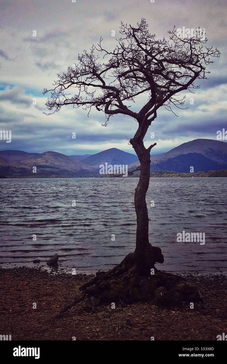 Lone tree on the shore of Loch Lomond, Scotland. - Smartphone Captured Stock Image