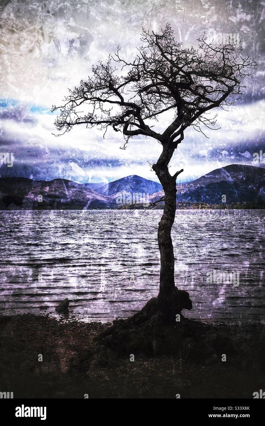 Lone tree on the shore of Loch Lomond, Scotland. - Smartphone Captured Stock Image