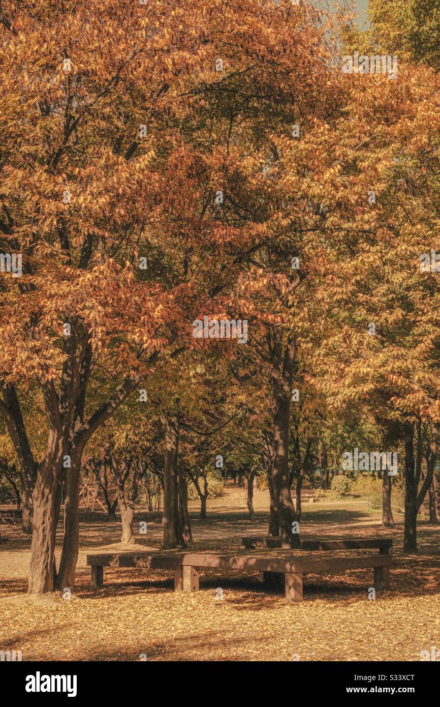 Traditional wooden chair at the garden surrounded with yellow autumn trees. Autumn gingko leaves falling from the trees in Seoul, South Korea. Stock Photo