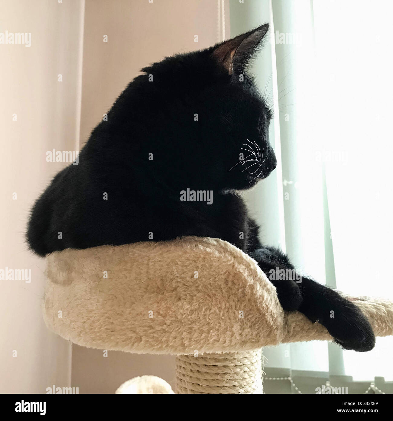 Black european cat looking out of the window. - Smartphone Captured Stock Image