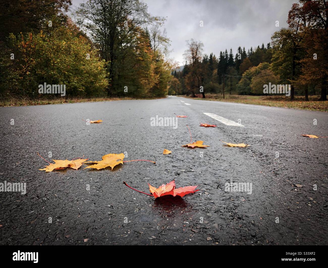 Autumn leaves fallen on the road Stock Photo - Alamy