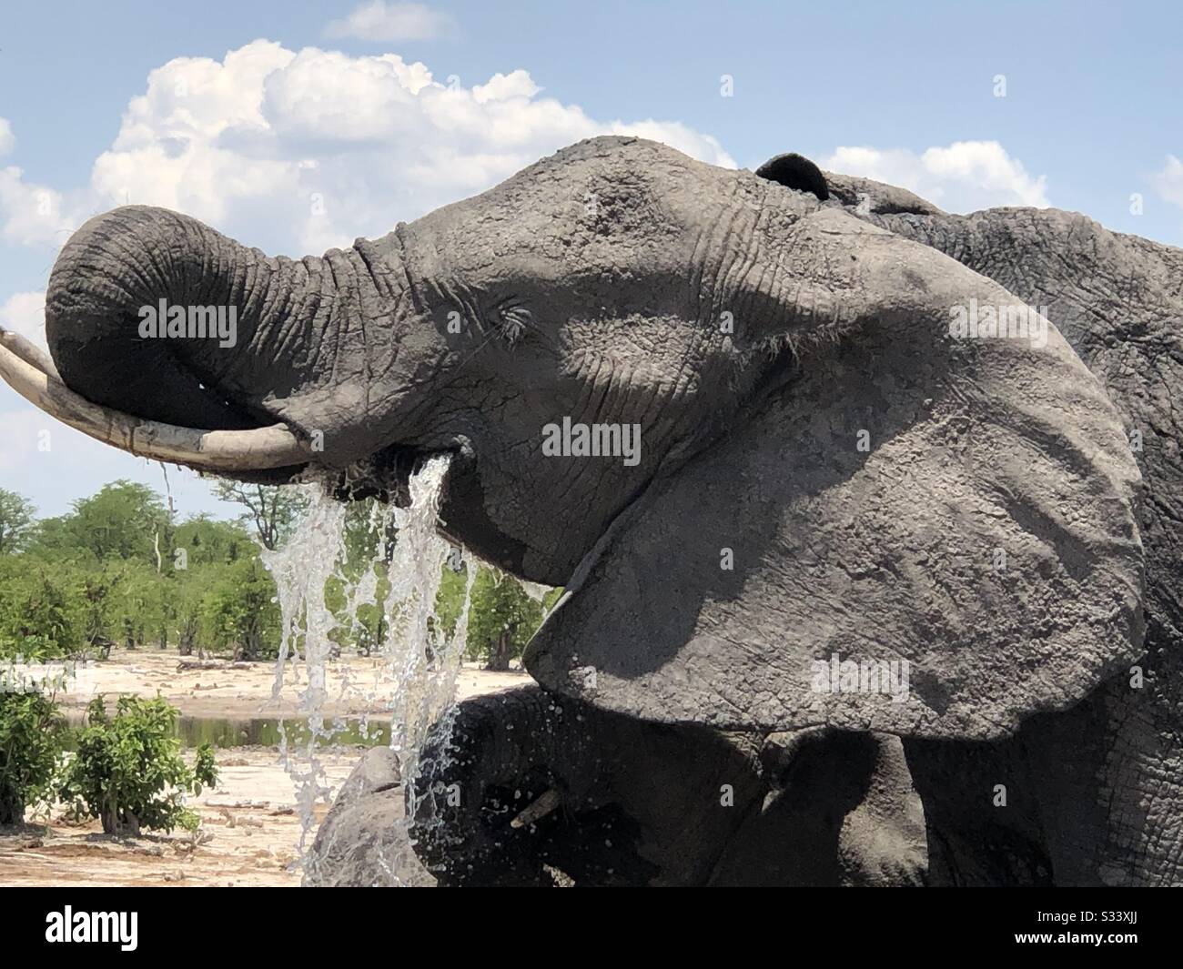 Elephant drinking - Smartphone Captured Stock Image