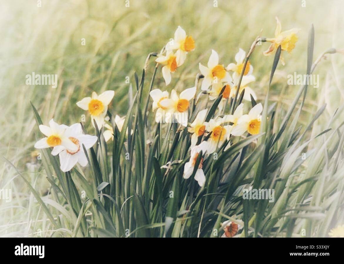Daffodil blowing hires stock photography and images Alamy