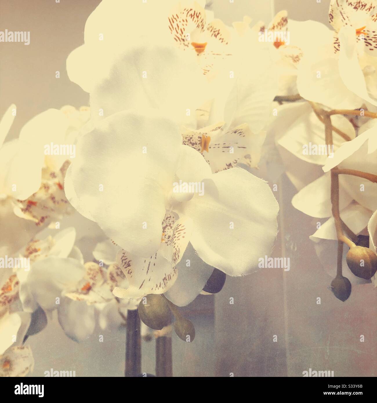 Closeup of White Orchids - Smartphone Captured Stock Image