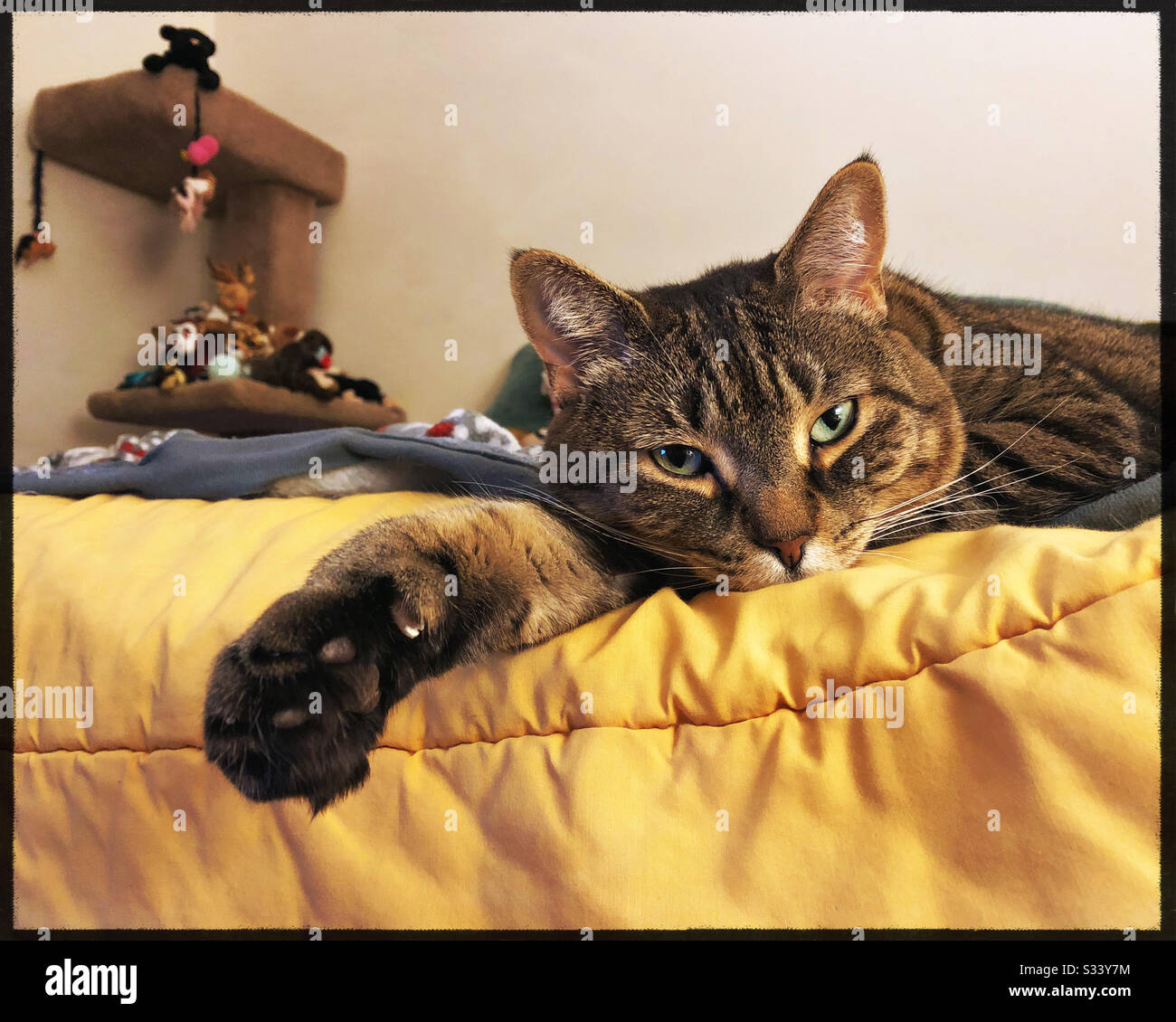 Lazy Caturday - Smartphone Captured Stock Image