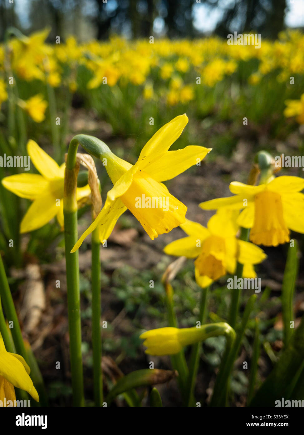 Close up of spring daffodils.  Flowers blooming a. Spring is here Stock Photo